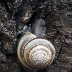 Gastropoda