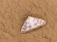 Pyraustini