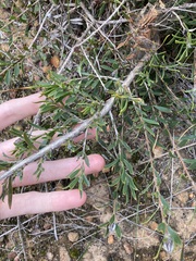 Melaleuca cowleyae