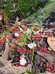 Drosera aberrans