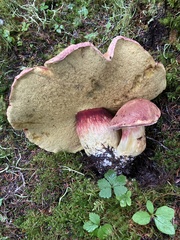 Boletus smithii