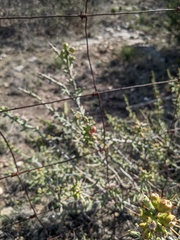 Cylindropuntia leptocaulis