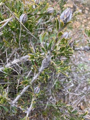 Melaleuca cowleyae