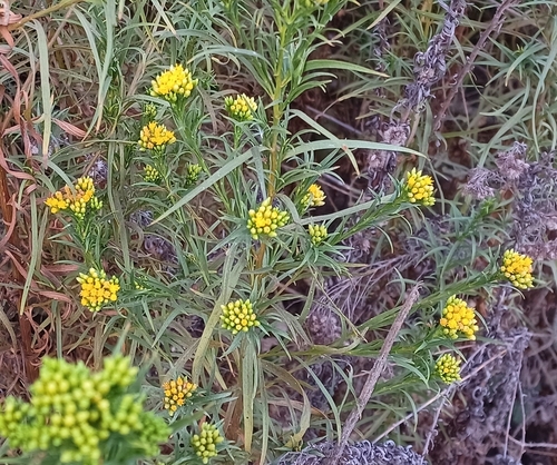 iNaturalist observation photo of western goldenrod