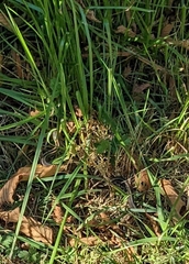 Thamnophis ordinoides