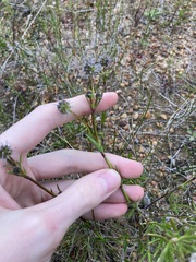 Opercularia vaginata