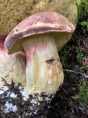 Boletus smithii