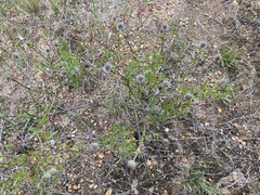 Opercularia vaginata