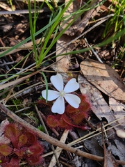Drosera aberrans