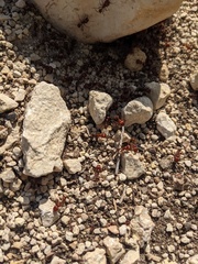 Pogonomyrmex barbatus