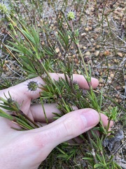 Opercularia vaginata