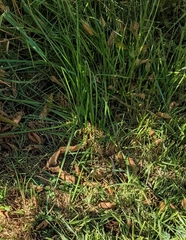 Thamnophis ordinoides