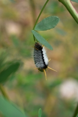 Halysidota
