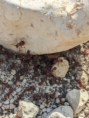 Pogonomyrmex barbatus