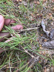 Opercularia vaginata