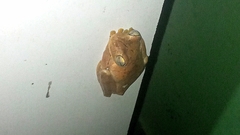 Boana platanera
