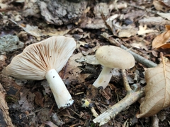 Lactarius imperceptus