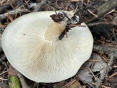 Clitocybe odora