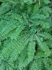 Adiantum aleuticum