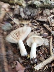 Lactarius imperceptus