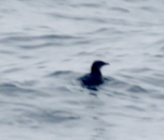 Cerorhinca monocerata