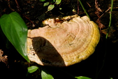 Trametes
