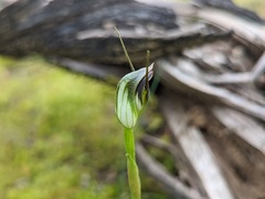 Pterostylis pedunculata
