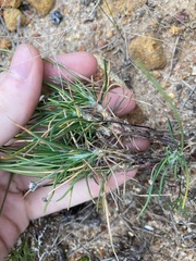Laxmannia omnifertilis