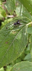 Metaphidippus manni