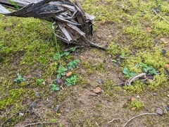 Pterostylis pedunculata