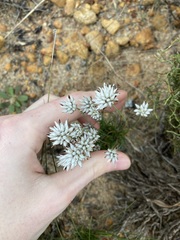 Laxmannia omnifertilis
