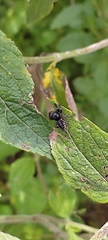 Metaphidippus manni