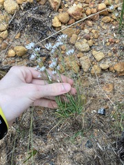 Laxmannia omnifertilis