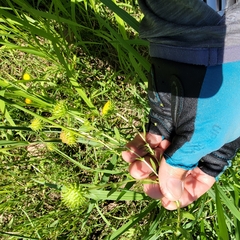 Grindelia nuda aphanactis