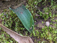 Glossodia major