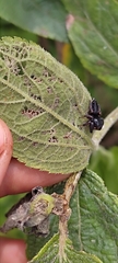 Metaphidippus manni