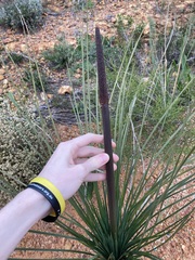 Xanthorrhoea drummondii