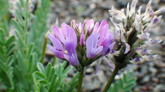 Astragalus laxmannii