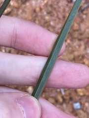 Xanthorrhoea drummondii