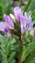 Astragalus laxmannii
