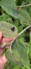 Metaphidippus manni