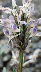 Astragalus laxmannii