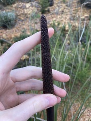 Xanthorrhoea drummondii