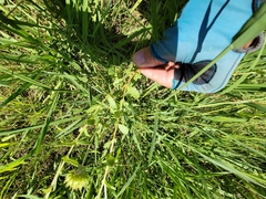 Grindelia nuda aphanactis