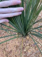 Xanthorrhoea drummondii