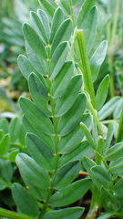 Astragalus laxmannii