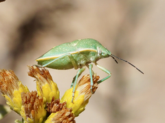 Chlorochroa uhleri