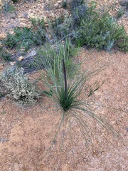 Xanthorrhoea drummondii