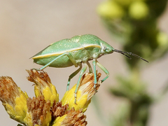 Chlorochroa uhleri