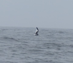 Cerorhinca monocerata